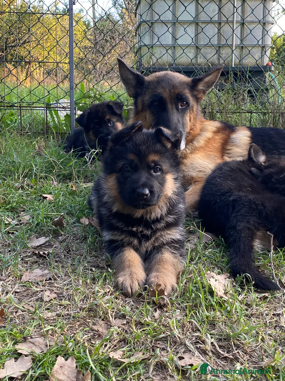 Pastore Tedesco cani in vendita: cuccioli di pastore tedesco di alta genealogia  a Provincia di Perugia - Annuncio 2