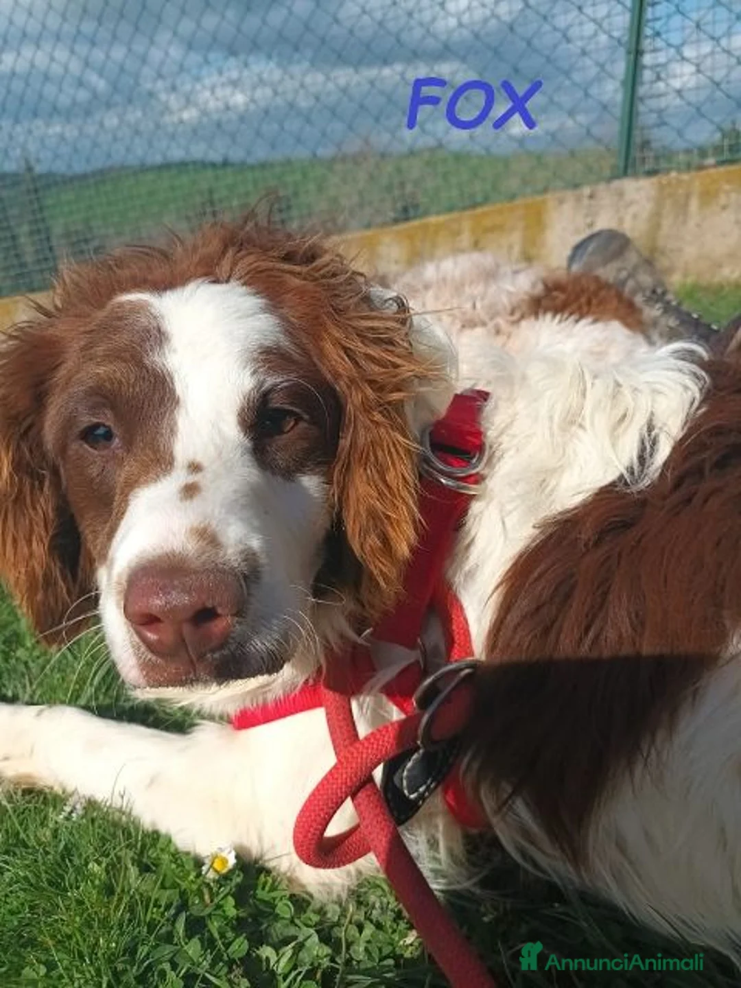 Meticcio cani in regalo: FOX un  timidino tg mediopicc. - Annuncio 4