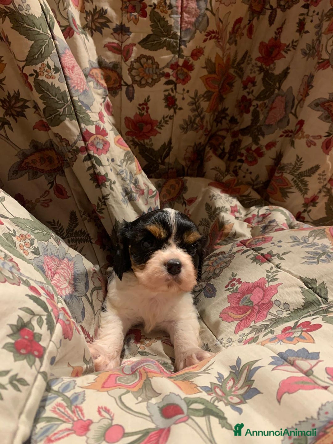 Cavalier King cani in vendita: Cuccioli di Cavalier King Charles Spaniel - Annuncio 6