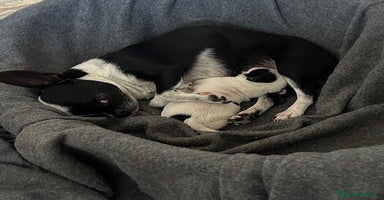 Chihuahua cani a Provincia di Verona - Annuncio 12
