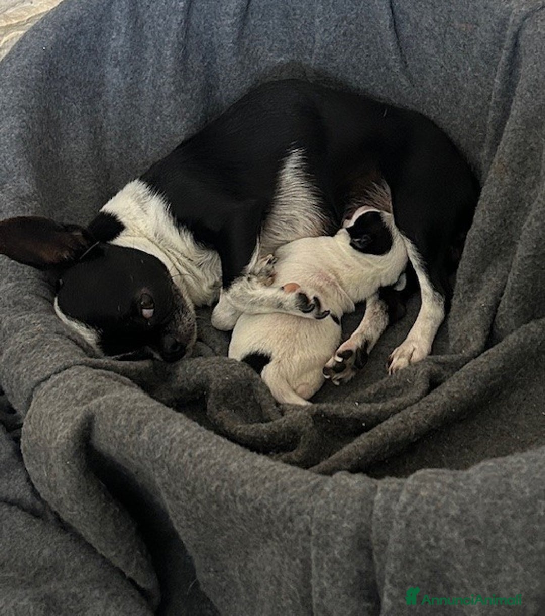 Chihuahua cani in vendita: Chihuahua femmina con pedigree a Provincia di Verona - Immagine 2