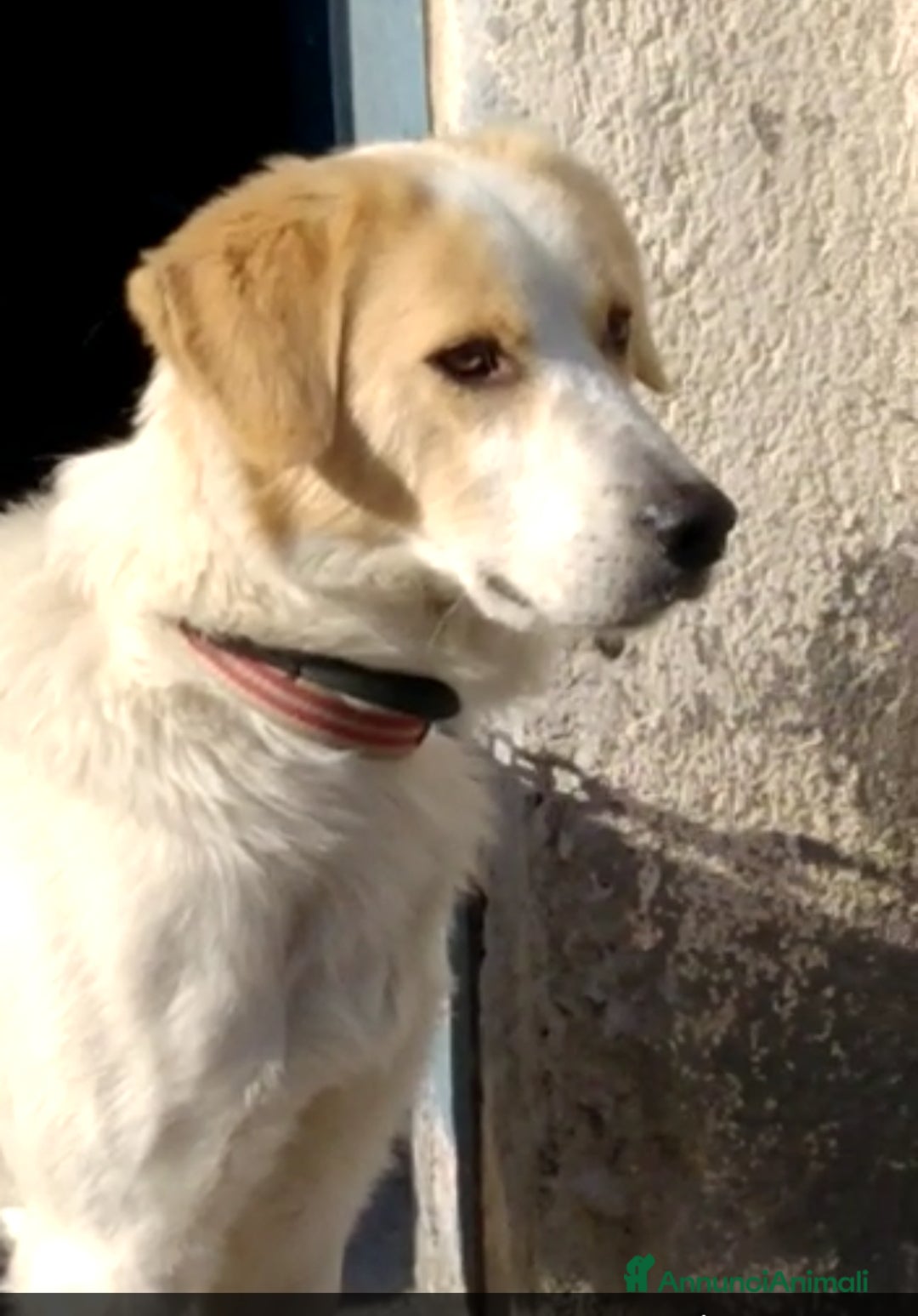 Altre razze cani in regalo: CAGNOLINO AMOREVOLE a Provincia di Modena - Immagine 2