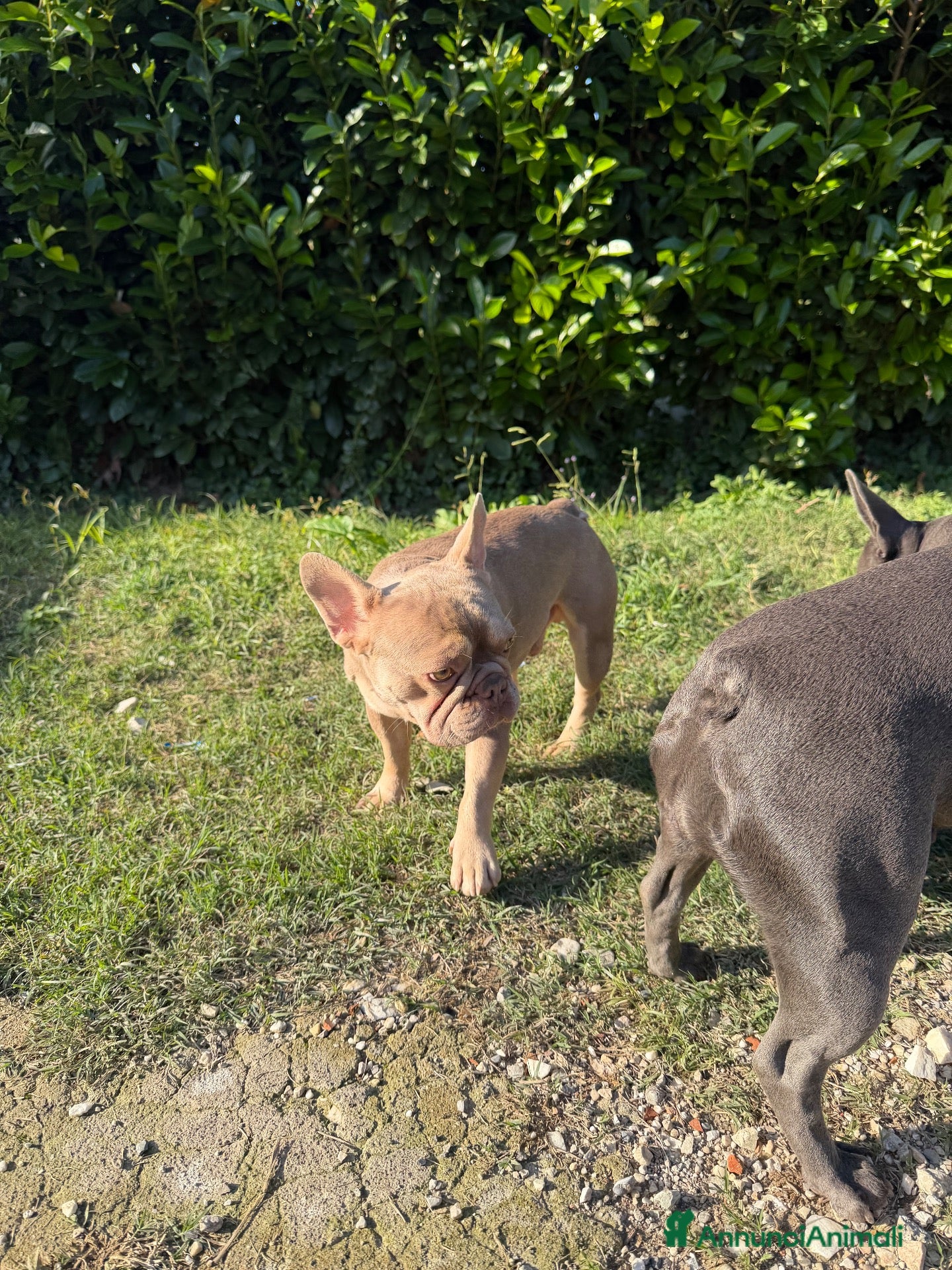 Bulldog Francese cani in vendita: Bulldog francese esotico - Annuncio 4