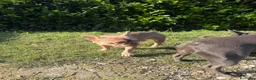 Bulldog Francese cani in vendita: Bulldog francese esotico - Annuncio 1