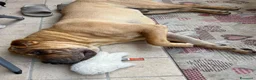 Shar Pei cani in regalo: Shar pei maschio  a Provincia di Varese - Annuncio 3