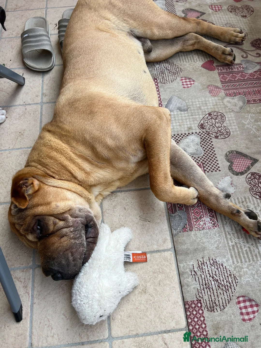Shar Pei cani in regalo: Shar pei maschio  a Provincia di Varese - Annuncio 3