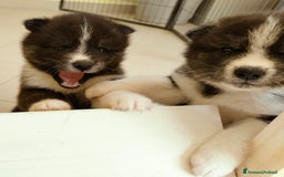 Akita Inu cani in vendita: Cuccioli di Akita inu a Provincia di Pescara - Immagine 3