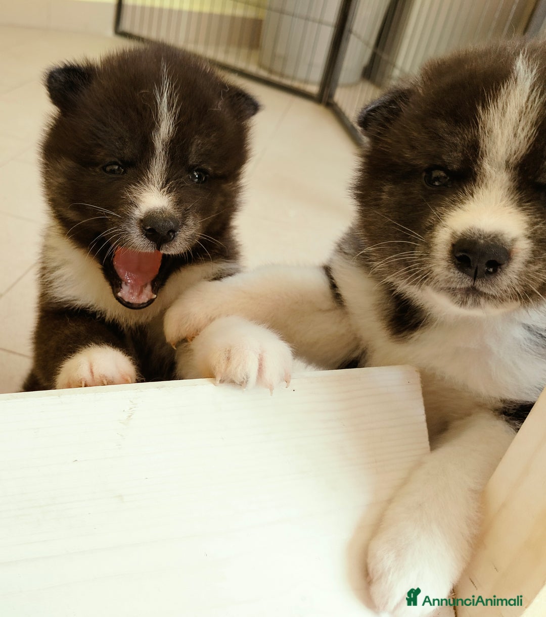 Akita Inu cani in vendita: Cuccioli di Akita inu a Provincia di Pescara - Immagine 3