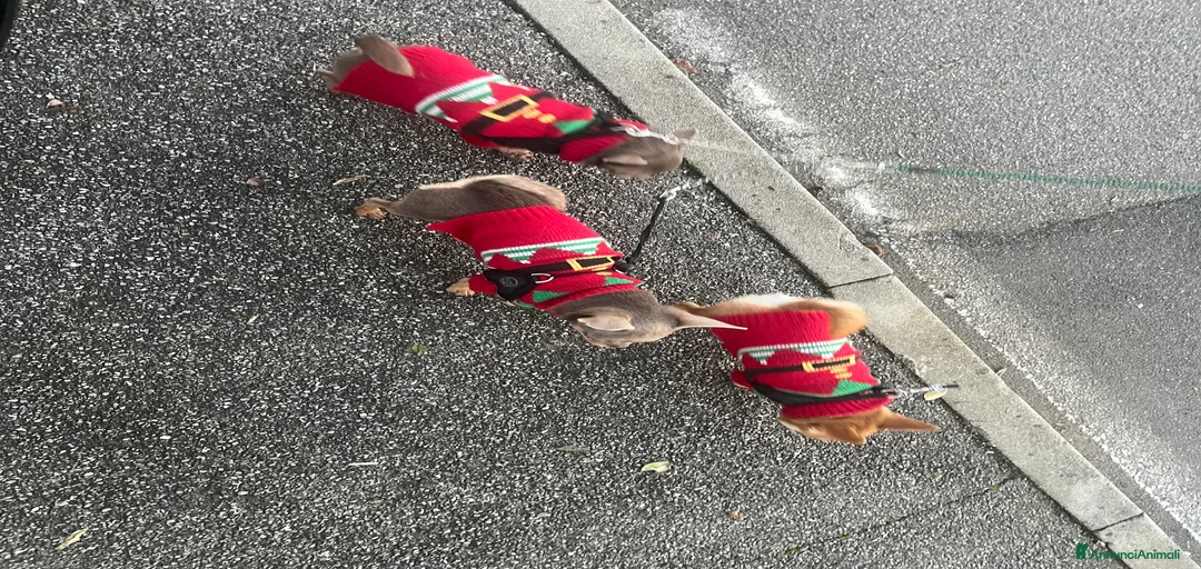 Immagine della galleria {{count}}