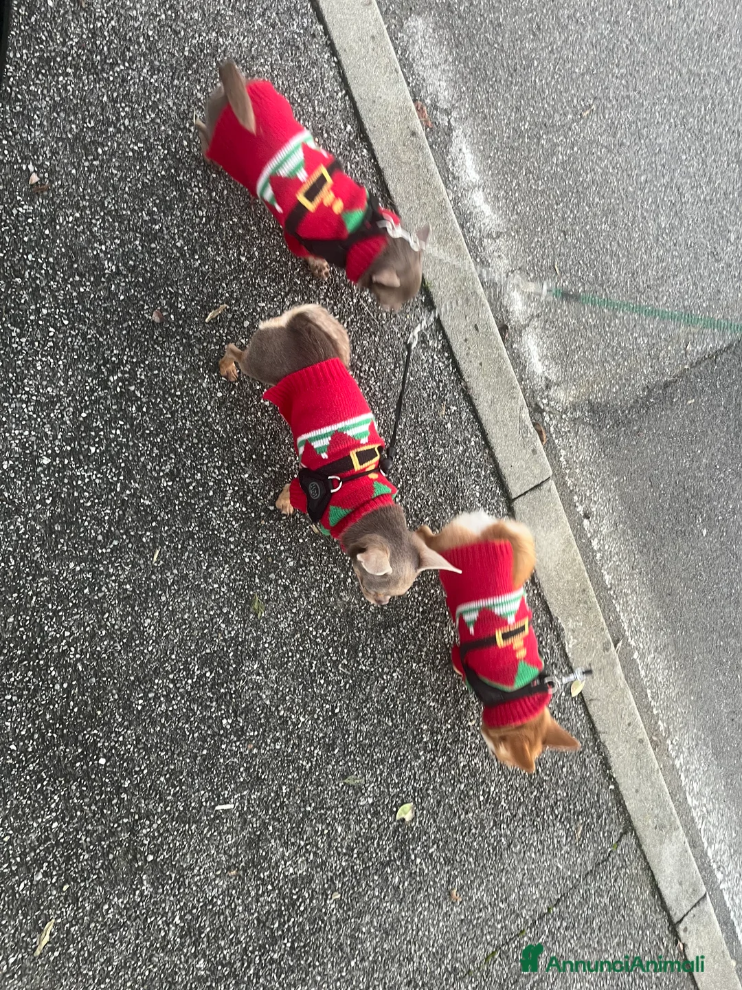 Immagine della galleria {{count}}