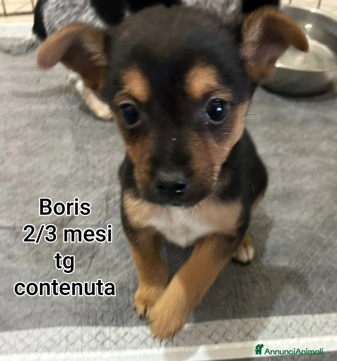 Meticcio cani in regalo: TANTI CUCCIOLI SOLI a Provincia di Vicenza - Annuncio 2