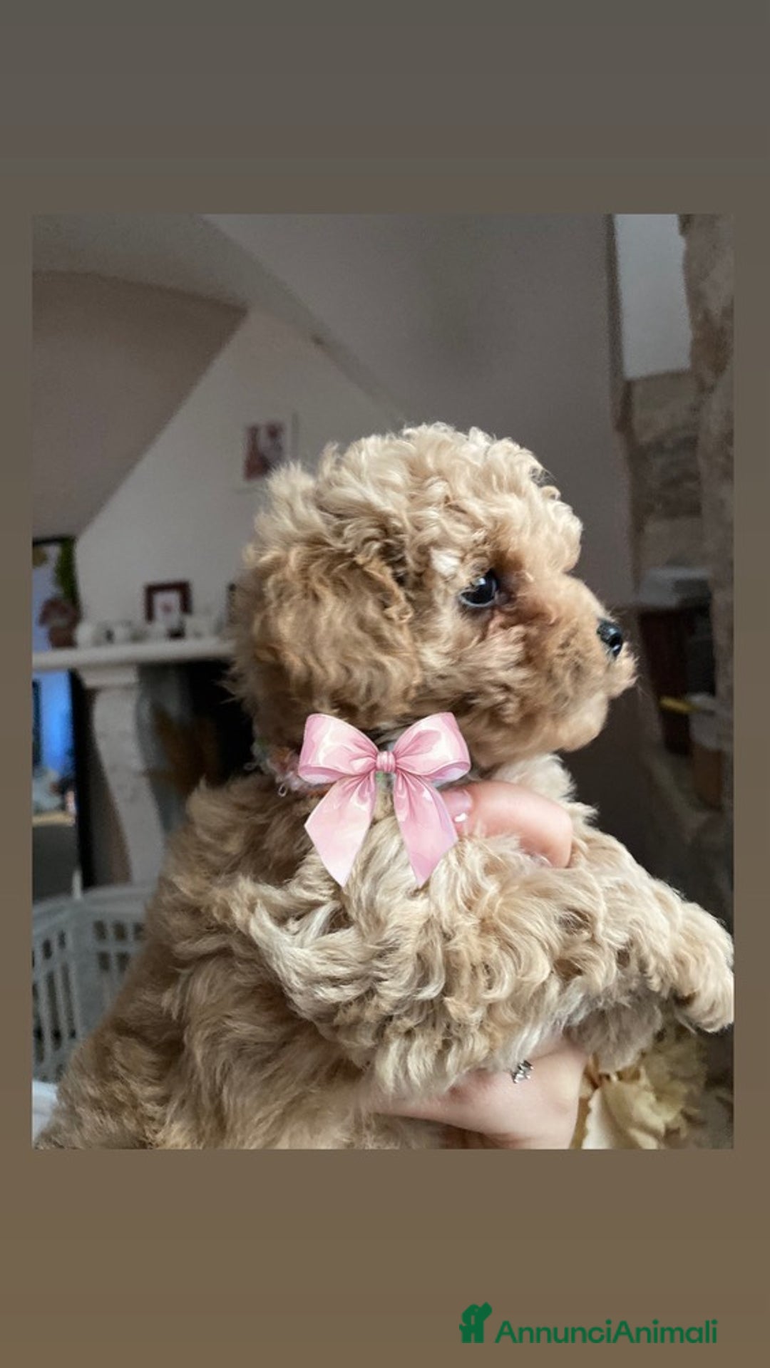 Barboncino Toy cani in vendita: Cuccioli Barboncini toy - Annuncio 6