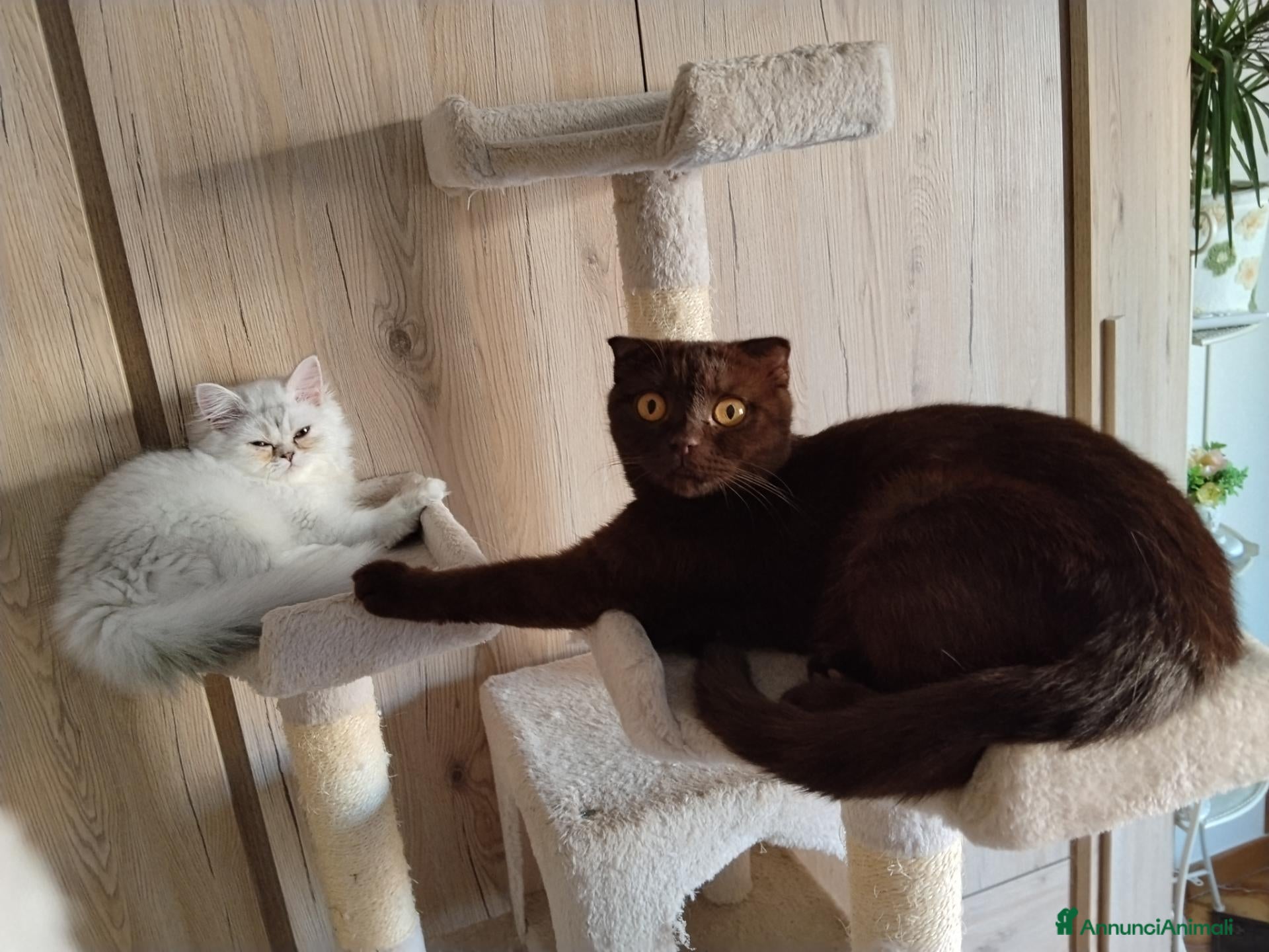 Scottish gatti in vendita: Gattini Scottish fold e Scottish straight - Annuncio 1