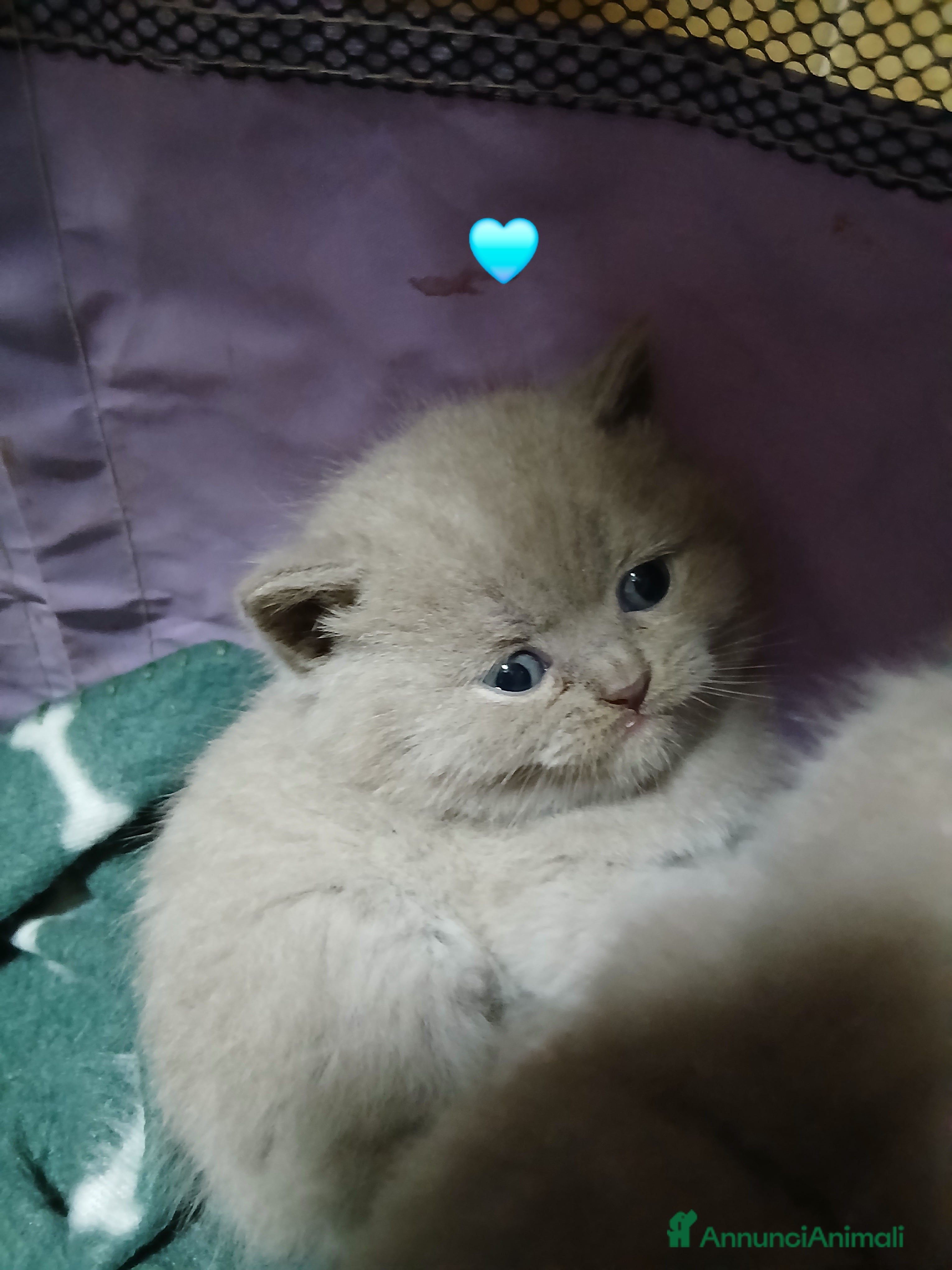 British gatti British shortair - Annuncio 7