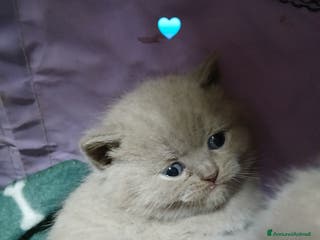 British gatti British shortair - Annuncio 7