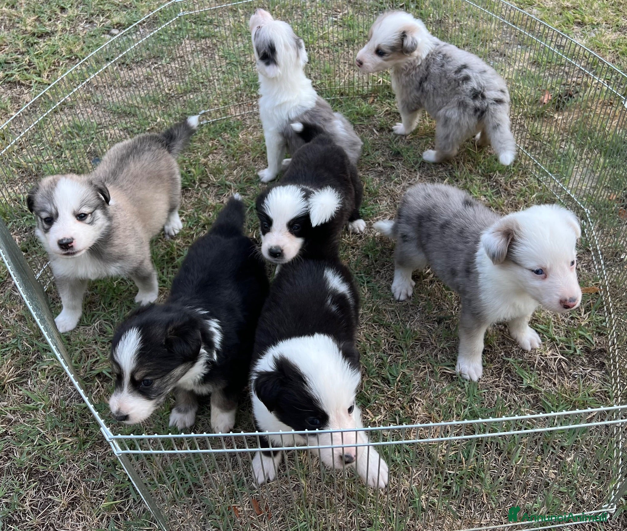 Australian Shepherd cani Cuccioli pastore australiano  - Annuncio 1