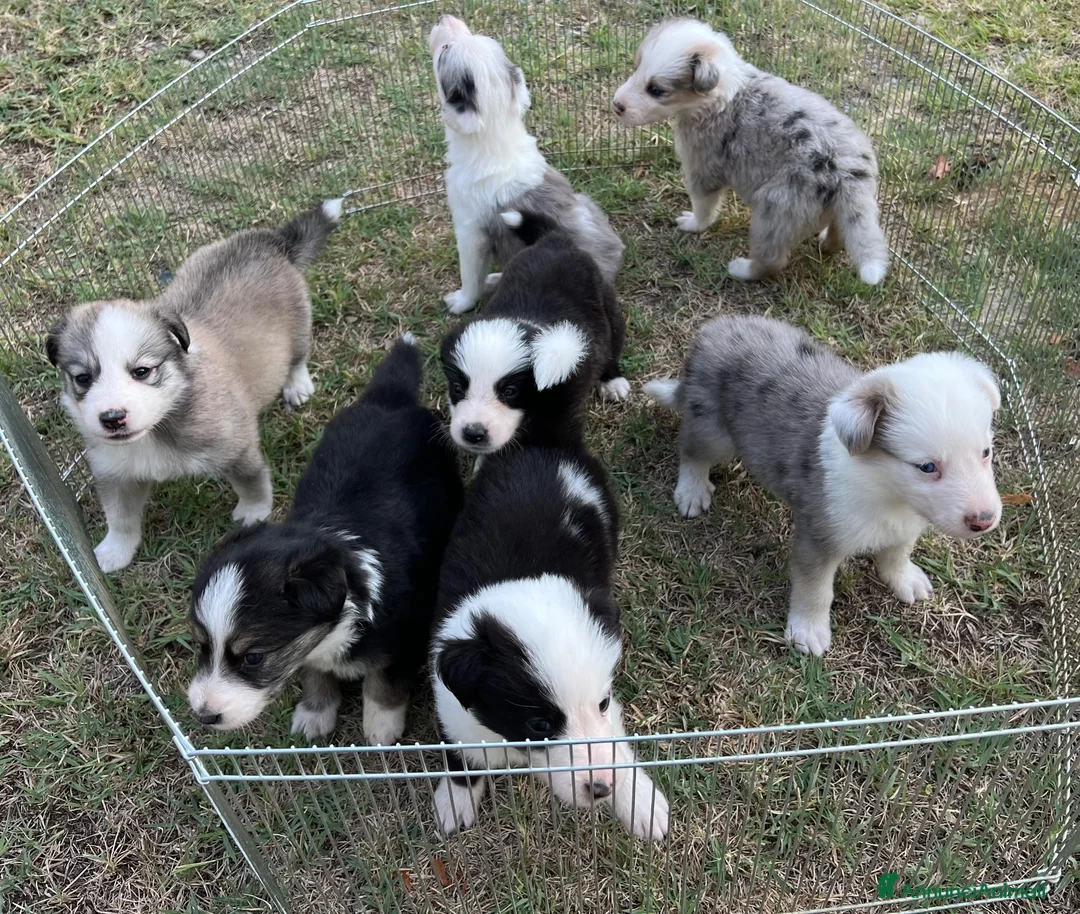 Australian Shepherd cani in vendita: Cuccioli pastore australiano  - Annuncio 1