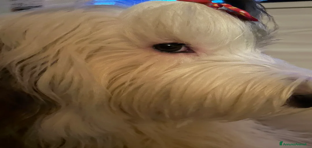 Immagine della galleria {{count}}