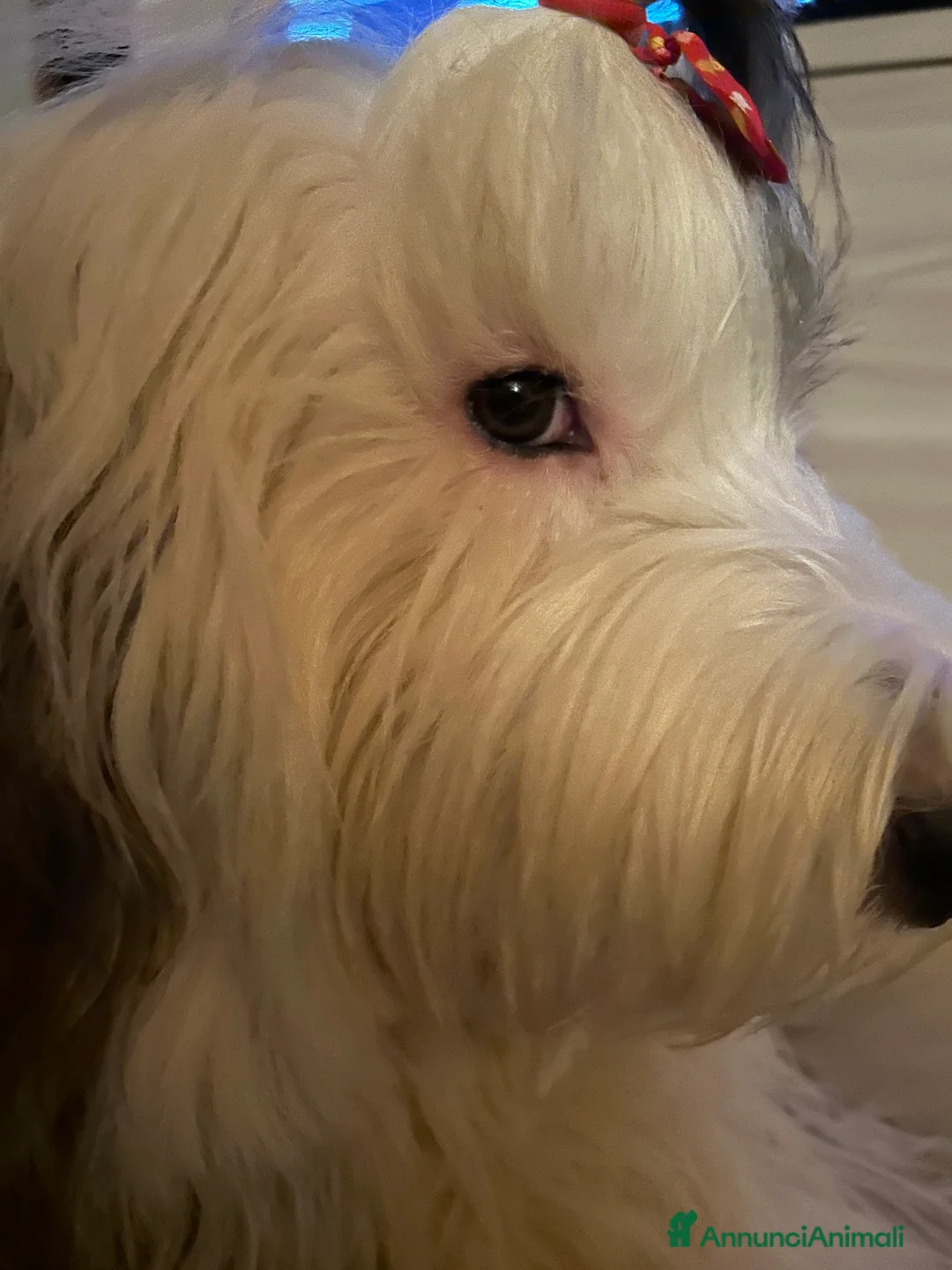 Immagine della galleria {{count}}