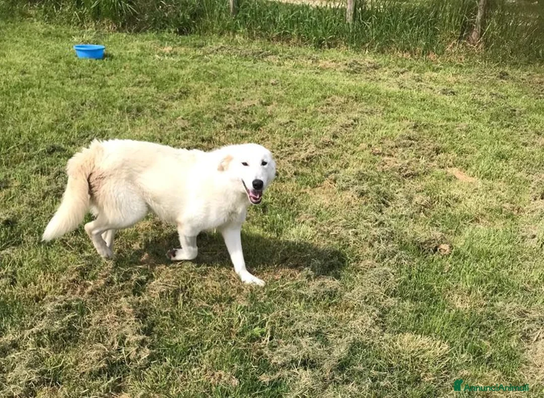 Meticcio cani in regalo: ZIGULi' cucciolone da amare per sempre a Provincia di Latina - Annuncio 4