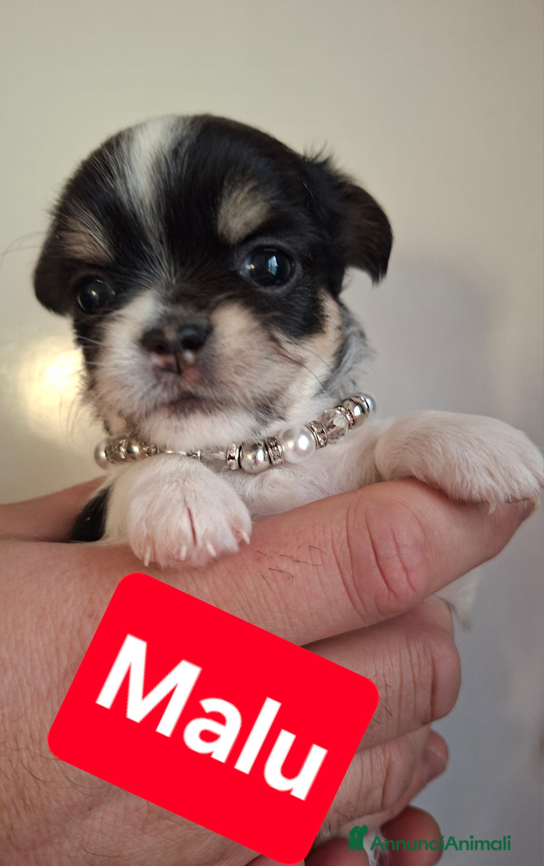 Chihuahua cani in vendita: Femmine chihuahua pelo lungo tg mini  - Annuncio 2