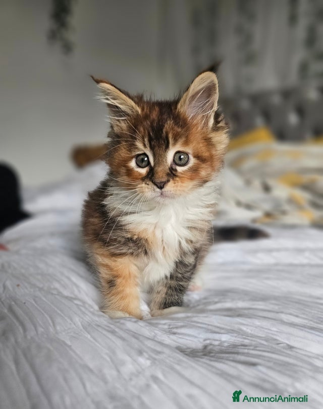 Maine Coon gatti Cuccioli di Maine Coon ❤️ - Annuncio 1