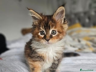 Maine Coon gatti Cuccioli di Maine Coon ❤️ - Annuncio 1
