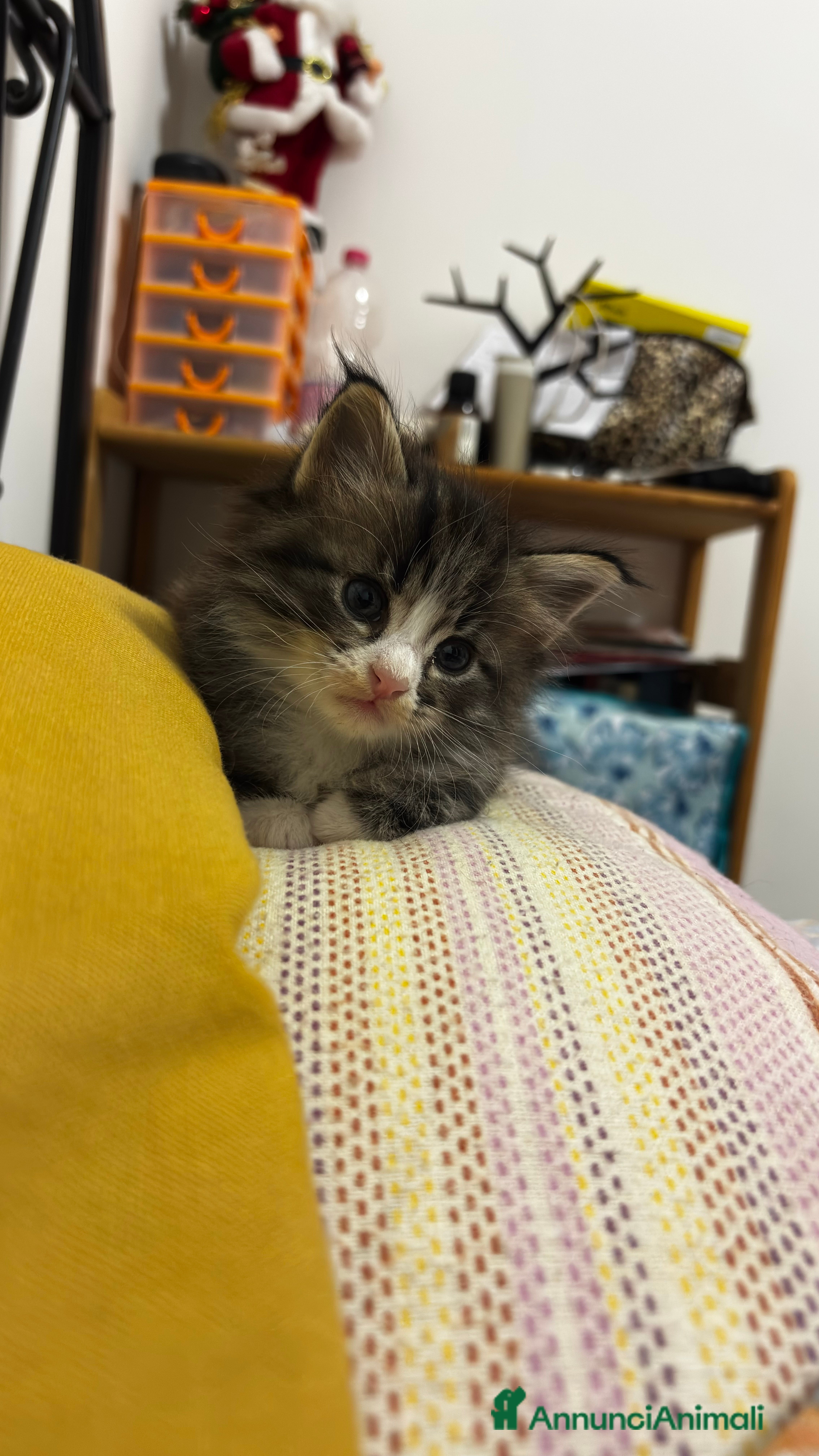 Maine Coon gatti Cuccioli di Maine coon - Annuncio 2