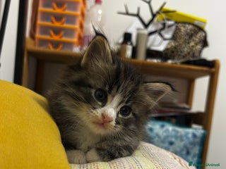 Maine Coon gatti Cuccioli di Maine coon - Annuncio 1