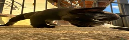 Bulldog Francese cani in vendita: bulldog francese nero tigrato  - Annuncio 10