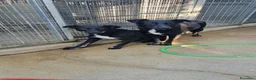 Meticcio cani in regalo: Luigi: 2 anni, taglia media  - Annuncio 2