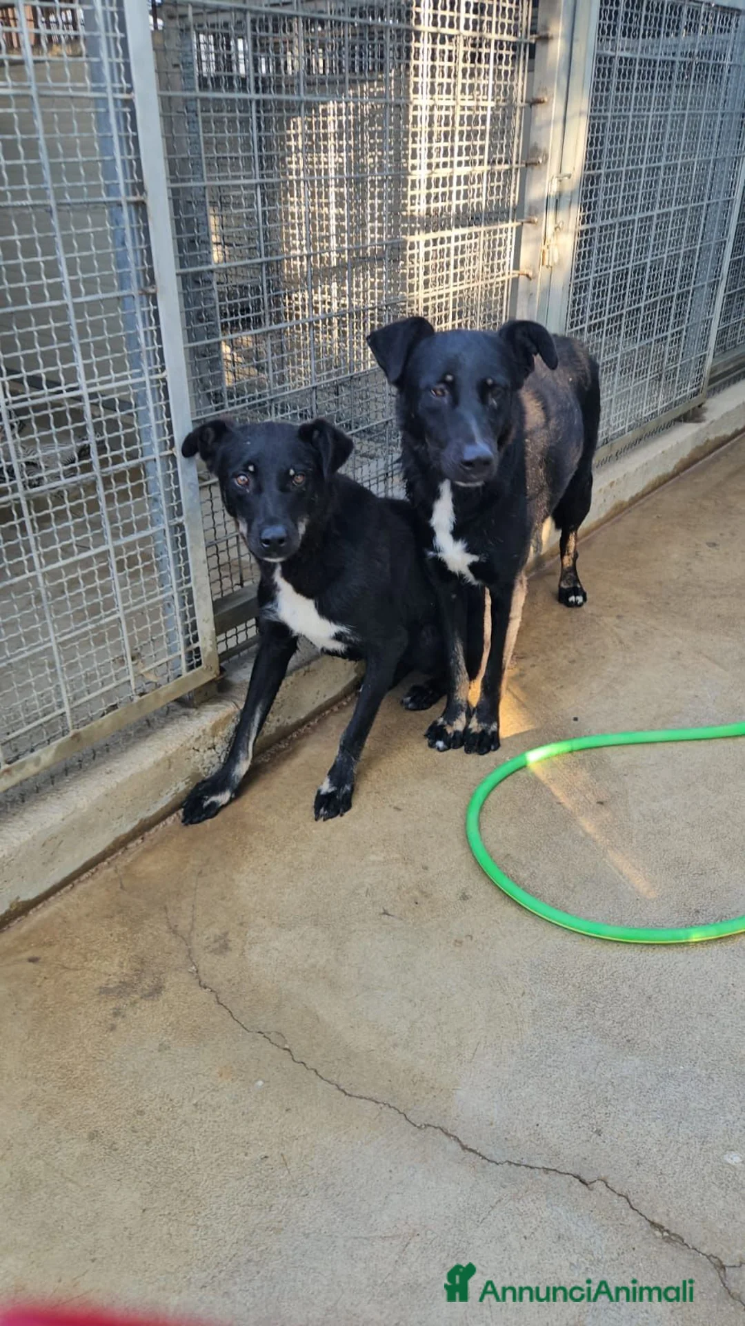 Meticcio cani in regalo: Luigi: 2 anni, taglia media  - Annuncio 2
