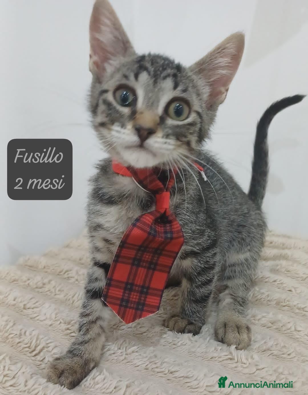 Meticcio gatti Tanti gattini desiderosi di trovare famiglia  - Annuncio 21
