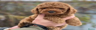 Barboncino Cucciolo 1