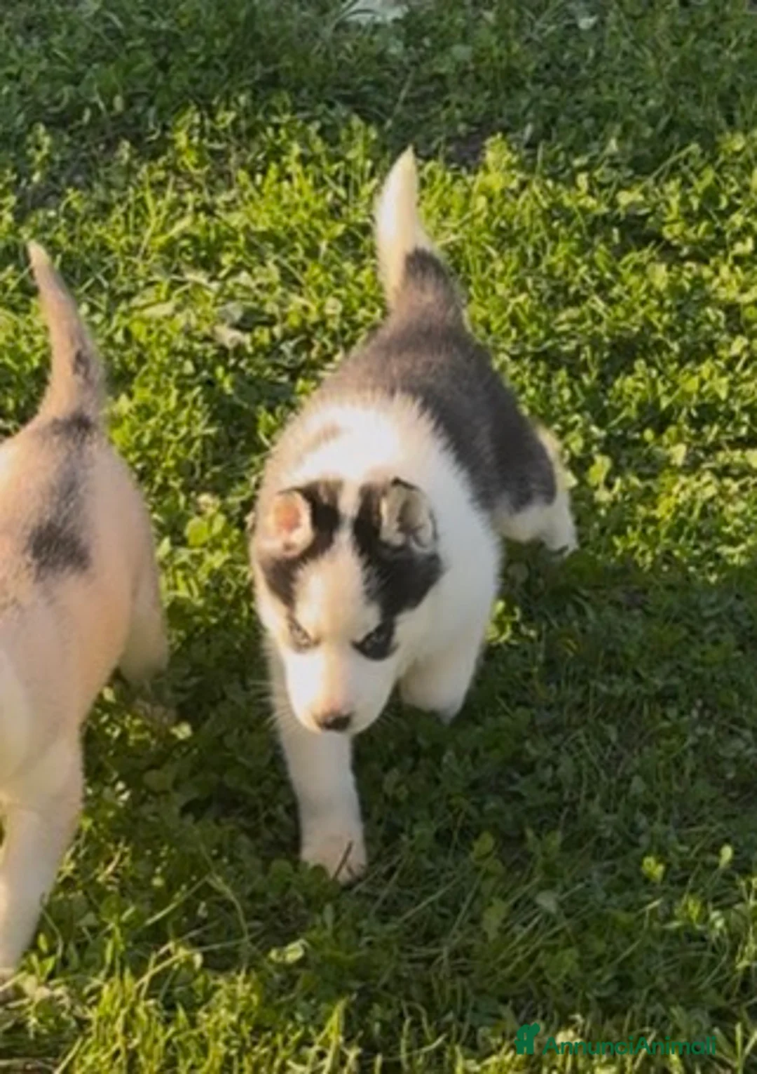 Husky cani in vendita: Cucciola di Husky occhi azzurri pedigree ENCI - Annuncio 5