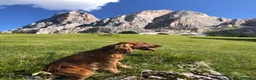 Cocker cani per accoppiamento: Cerco la femmina per accoppiamento a Città Metropolitana di Bologna - Annuncio 7
