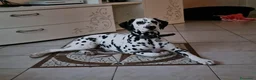 Dalmata cani in vendita: Cucciola di Dalmata - Annuncio 2