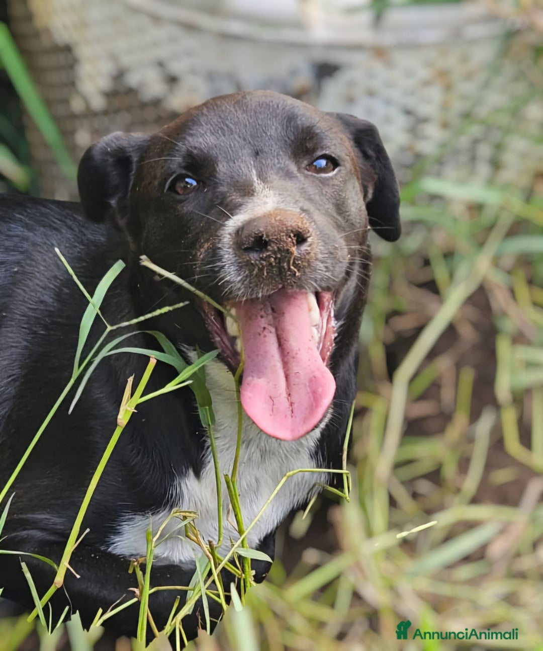 Meticcio cani in regalo: UNA MAMMA PER MICKY - Annuncio 1