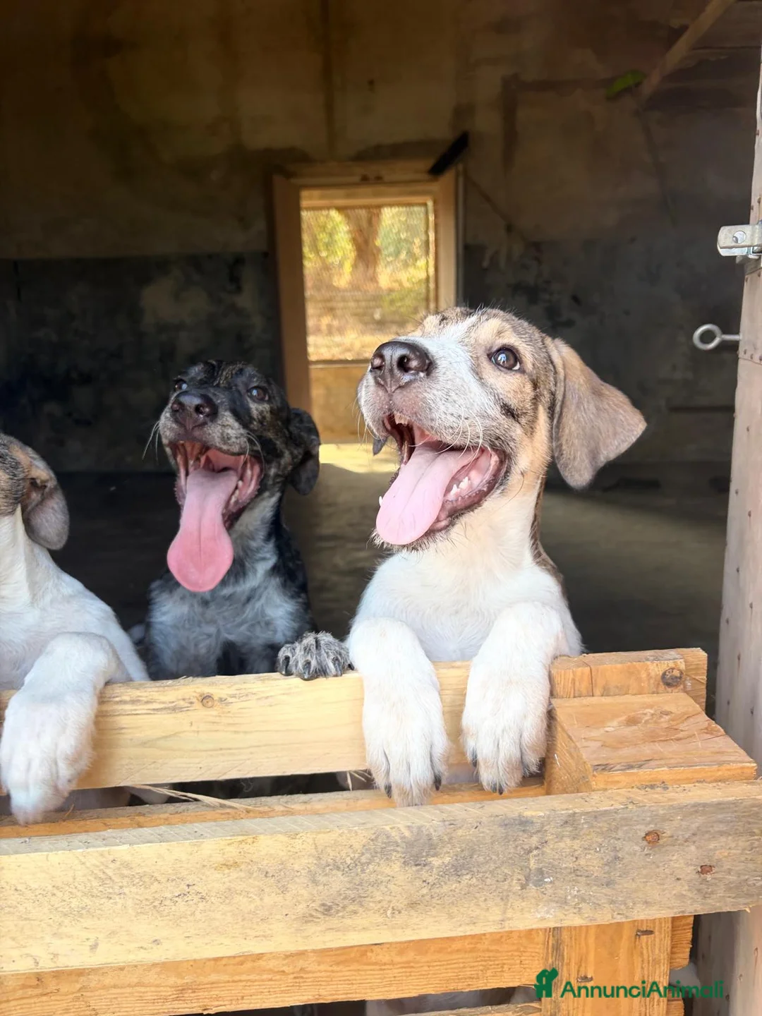 Meticcio cani in regalo: Leon e Byron 4mesi e 1/2 tg media SOS SIRACUSA - Annuncio 2