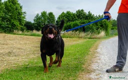 Rottweiler cani in regalo: Rex, 3 anni e mezzo a Provincia di Bergamo - Immagine 6