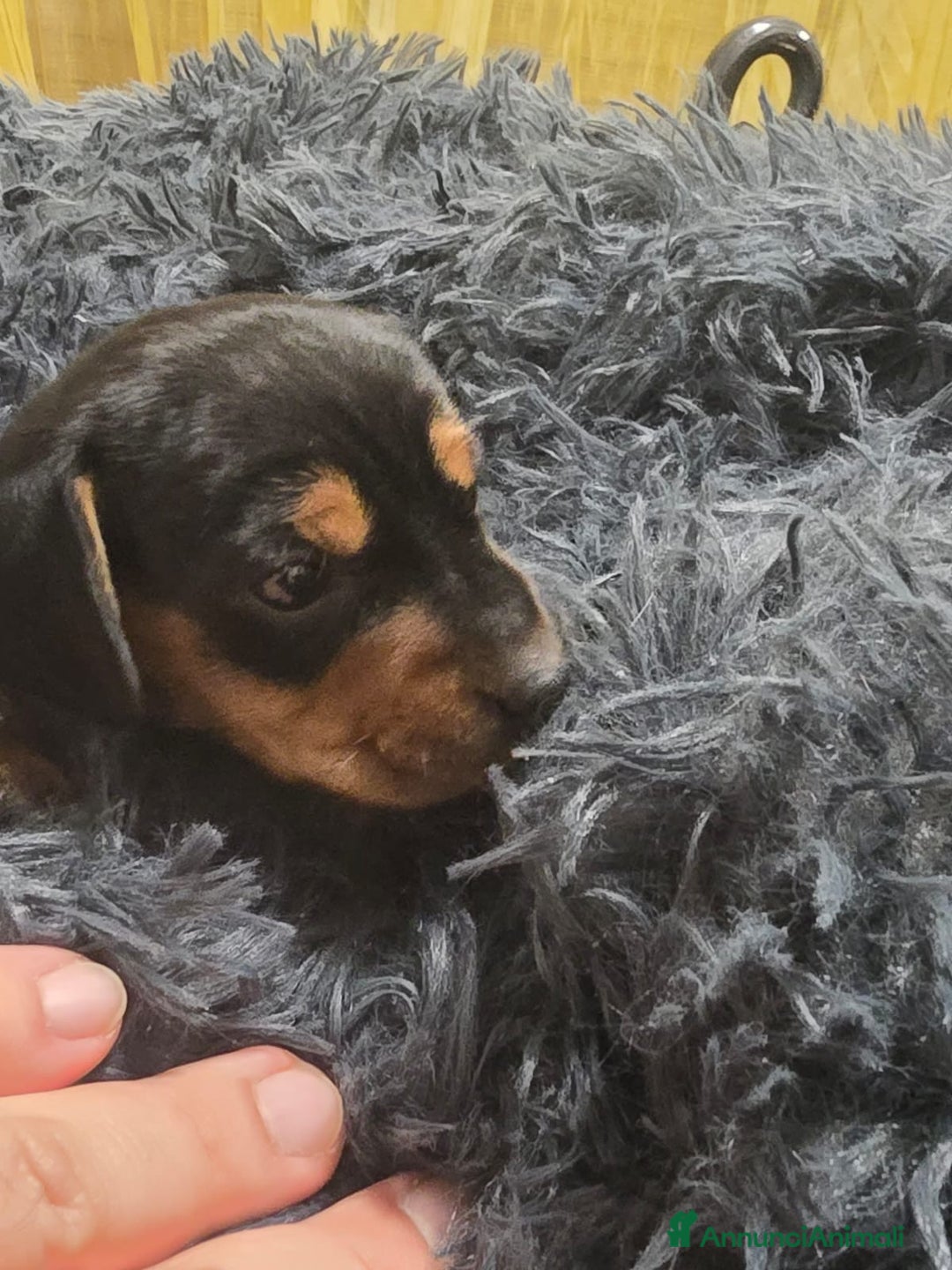 Bassotto cani in vendita: Cuccioli bassotto nano - Annuncio 15