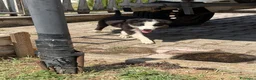 Border Collie cani in vendita: Cucciolo di Border Collie - Annuncio 2