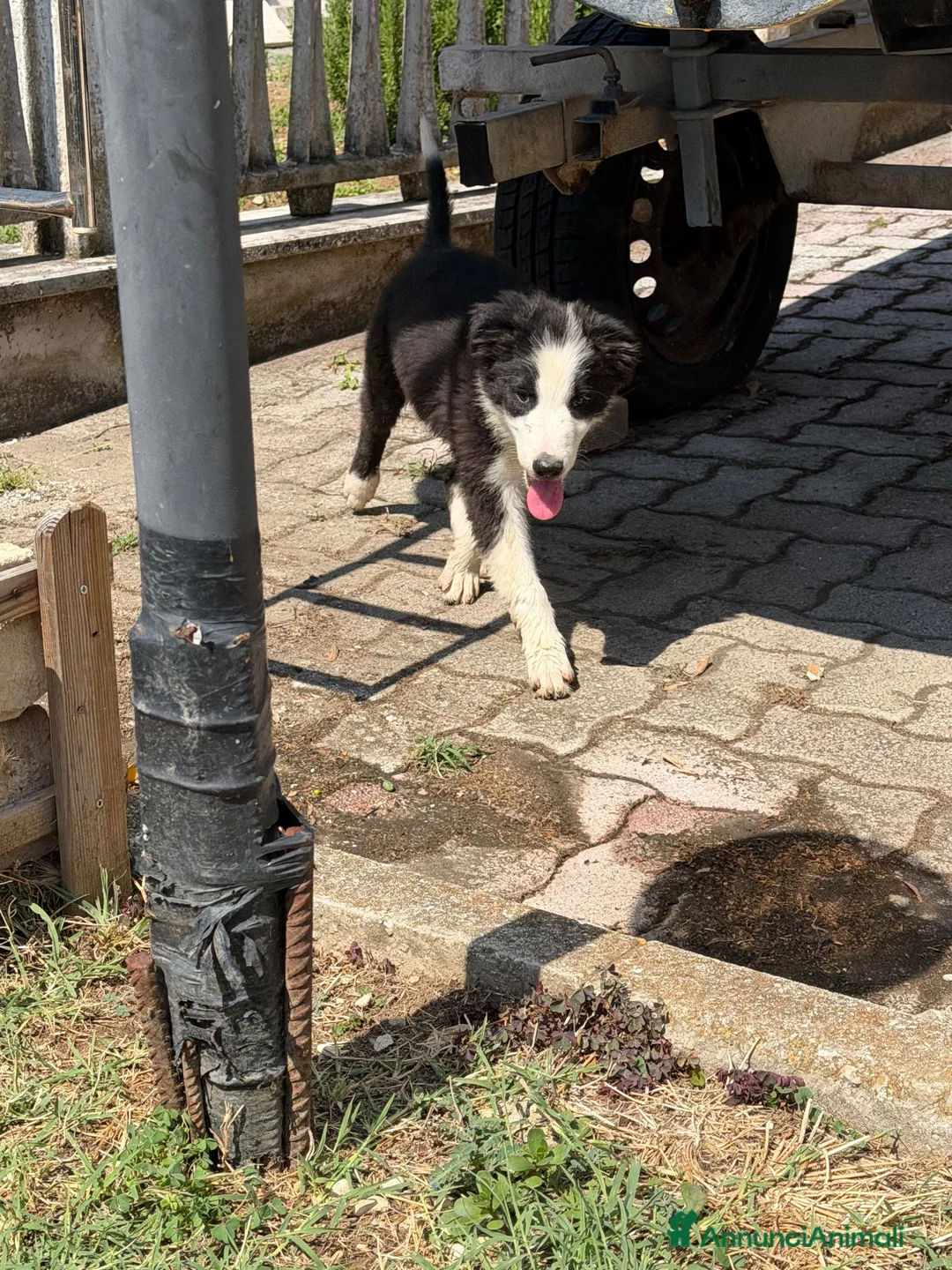 Border Collie cani in vendita: Cucciolo di Border Collie - Annuncio 2