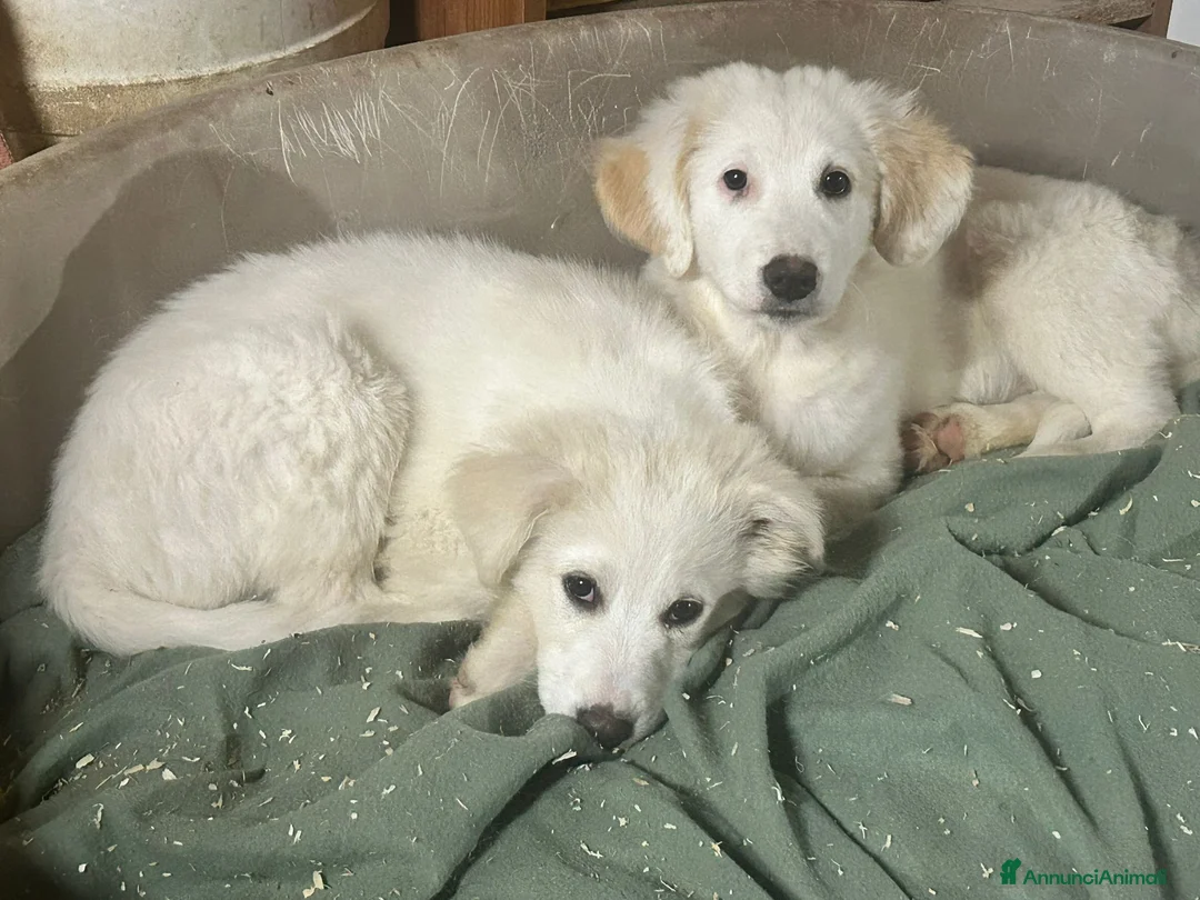 Meticcio cani in regalo: 3mesi mix Maremmani saliti a MODENA - Annuncio 1