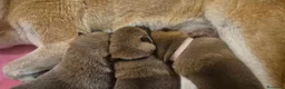 Shiba Inu cani in vendita: Cuccioli di shiba inu - 3 femminucce - - Annuncio 24