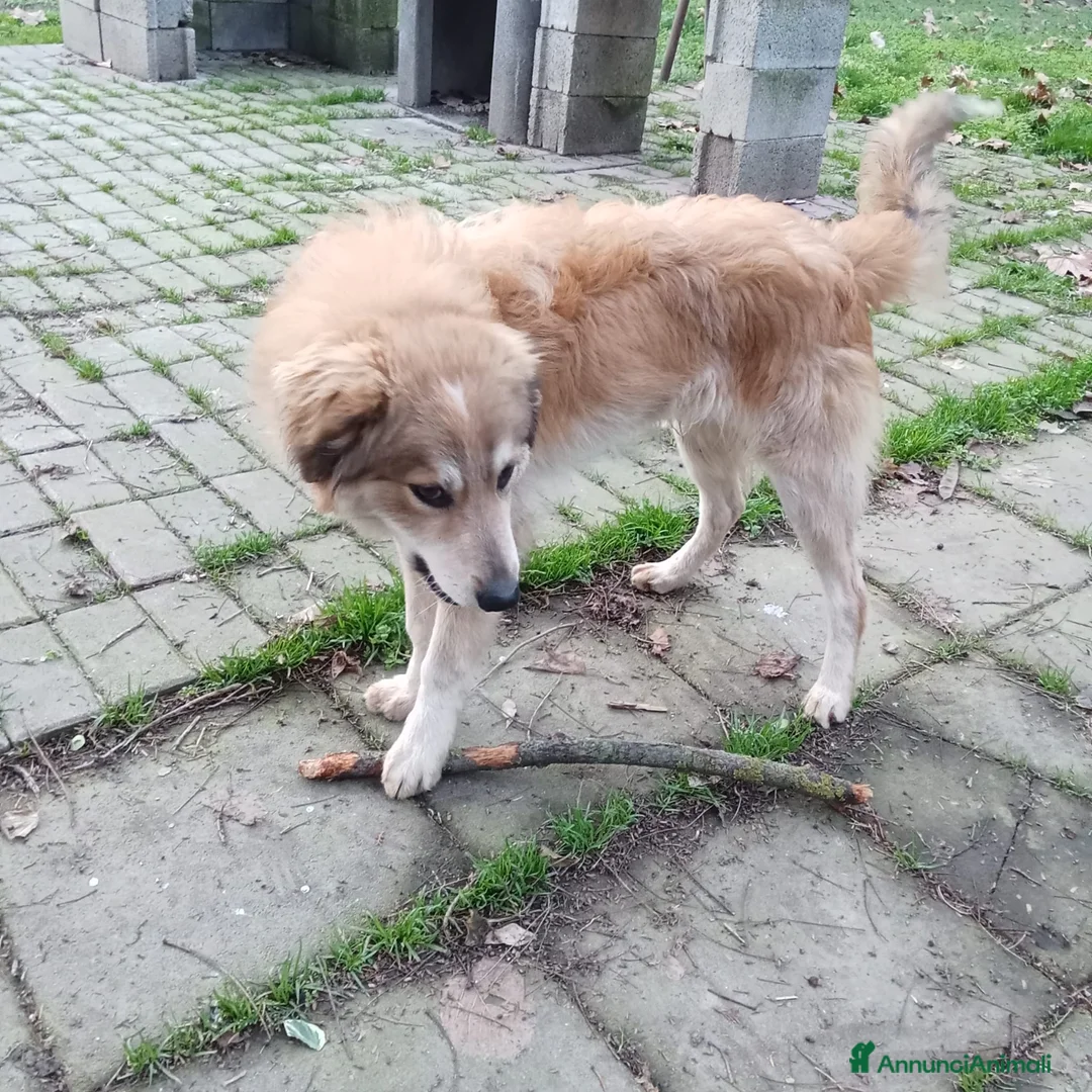 Meticcio cani in regalo: Adozione cucciolo Apollo - Annuncio 4