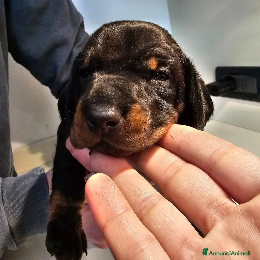 Bassotto cani in vendita: Vendita cuccioli di bassotto - Annuncio 16