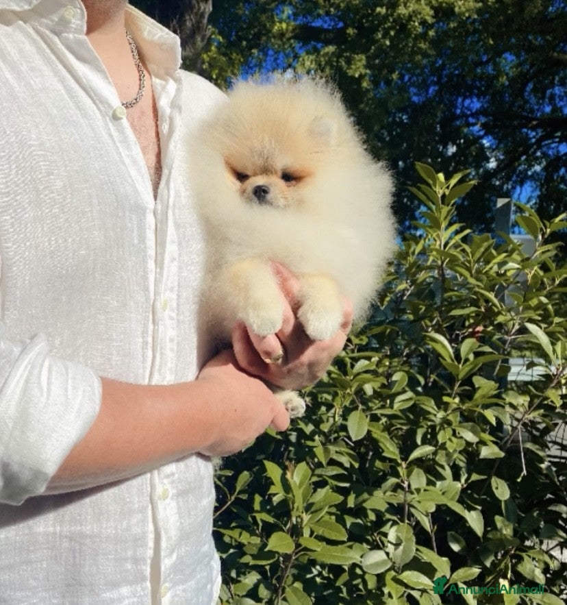 Volpino Pomerania cani Spitz tedesco nano toy crema sable selezionato - Annuncio 2