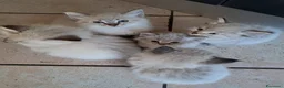 Siberiano gatti in vendita: Cuccioli siberiani neva  - Annuncio 5