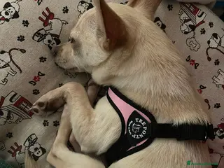 Chihuahua cani LA PICCOLA E TENERA DEA - Annuncio 5